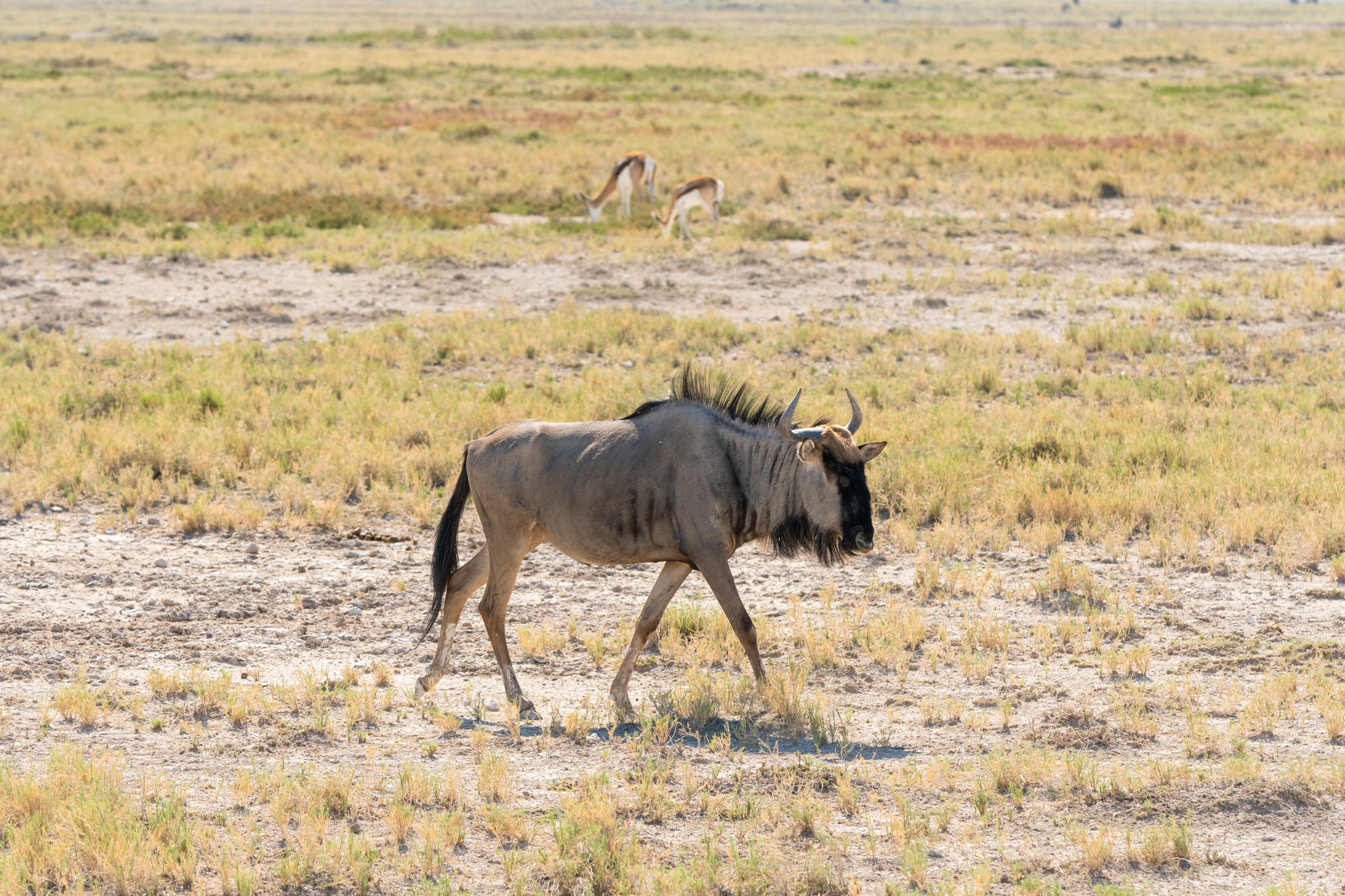 Một linh dương đầu bò xanh ở thào nguyên châu Phi