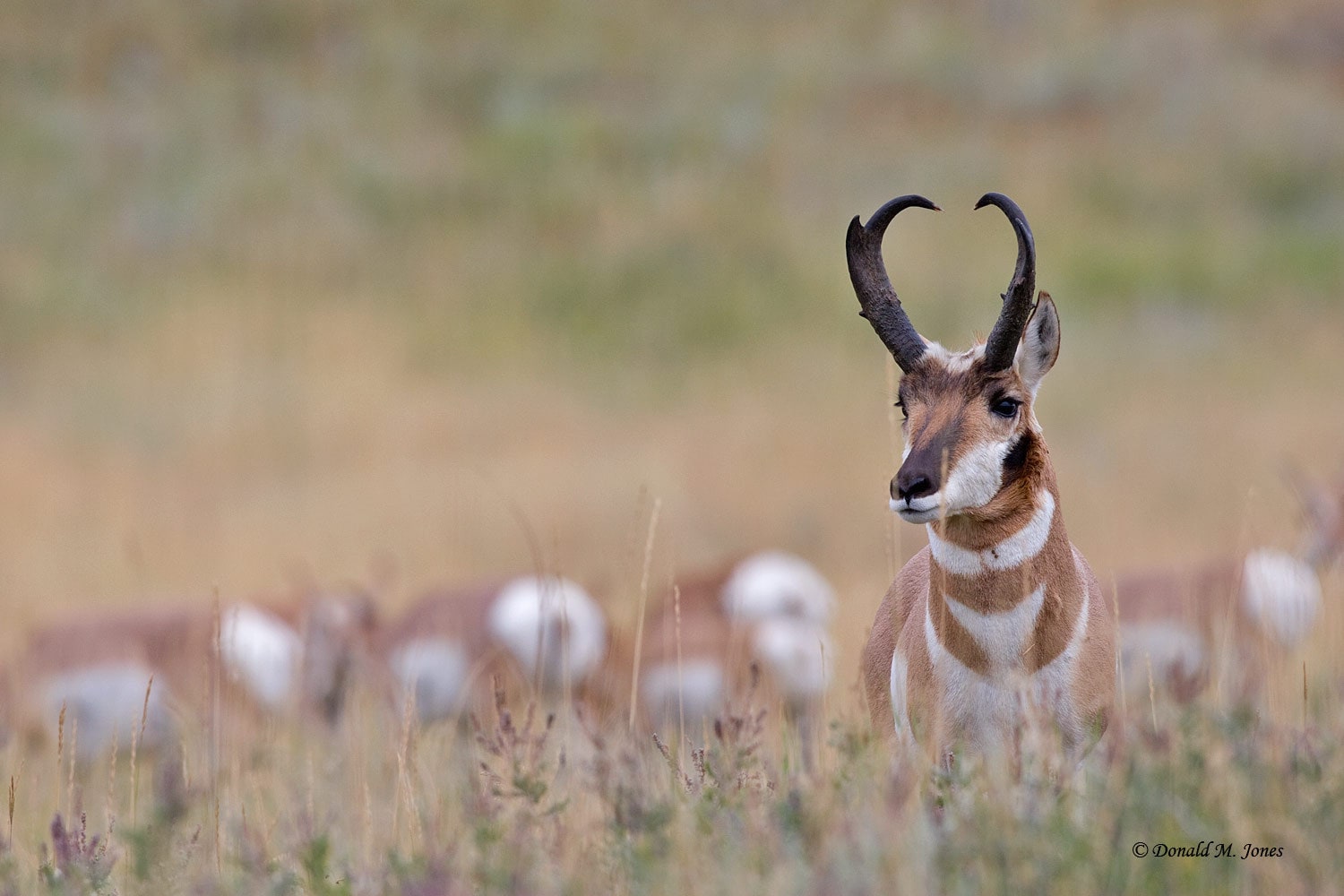 Pronghorn là loài chạy nhanh nhất trong họ linh dương