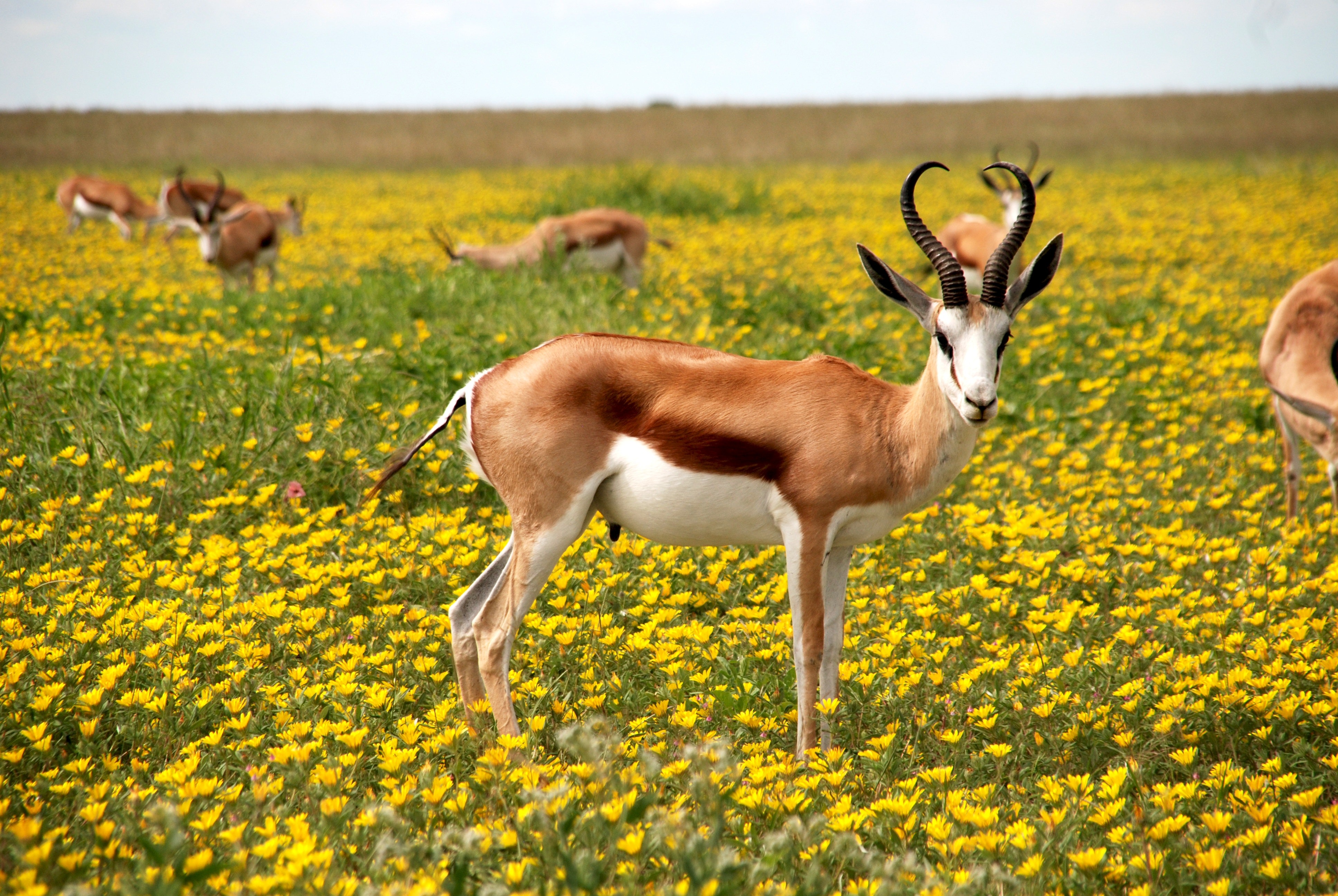 Springbok là biểu tượng quốc gia của đất nước Nam Phi