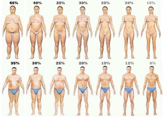 Các tỷ lệ mỡ cơ thể con người