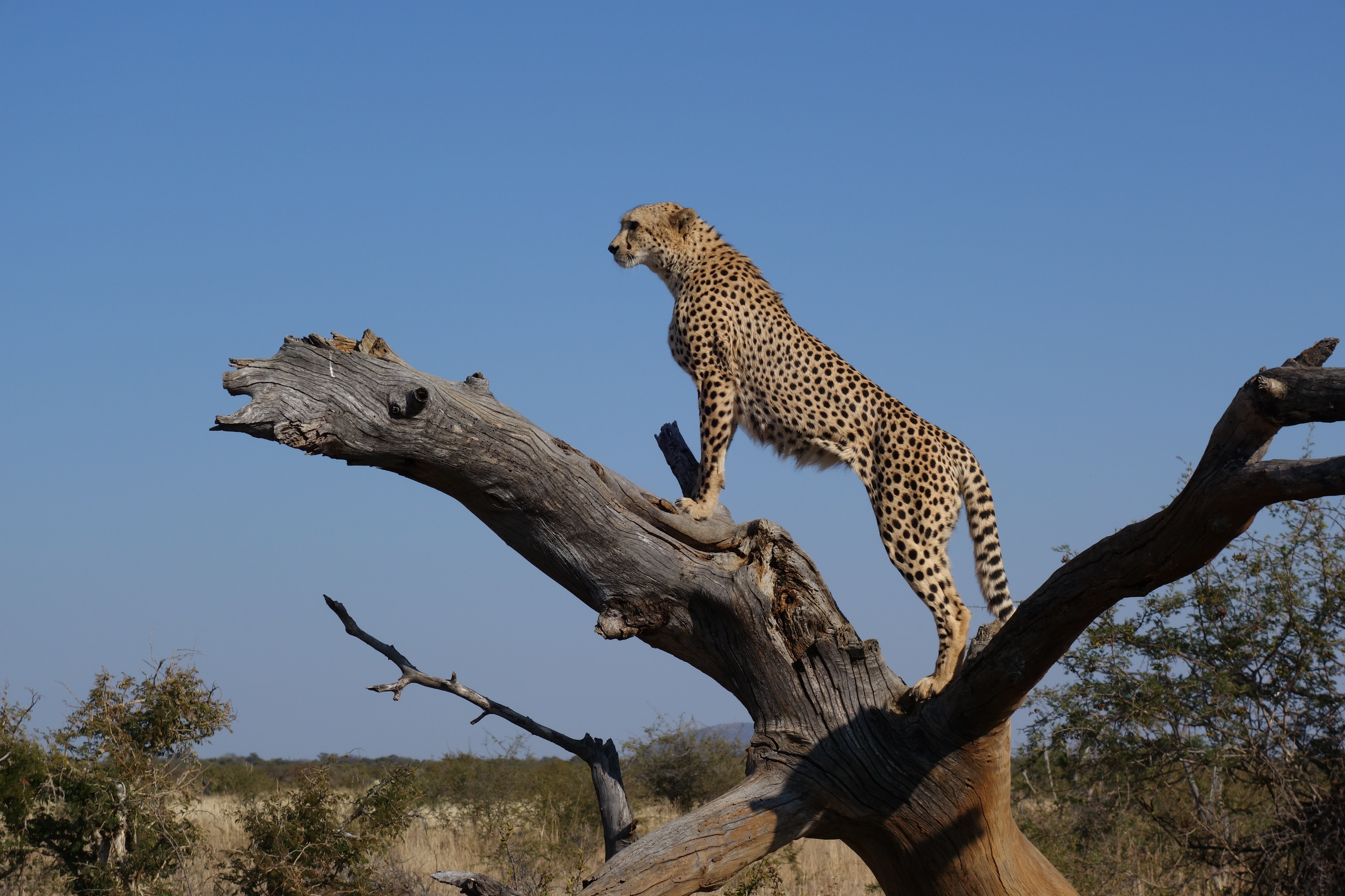 Báo săn Cheetah có khả năng săn mồi hoàn hảo