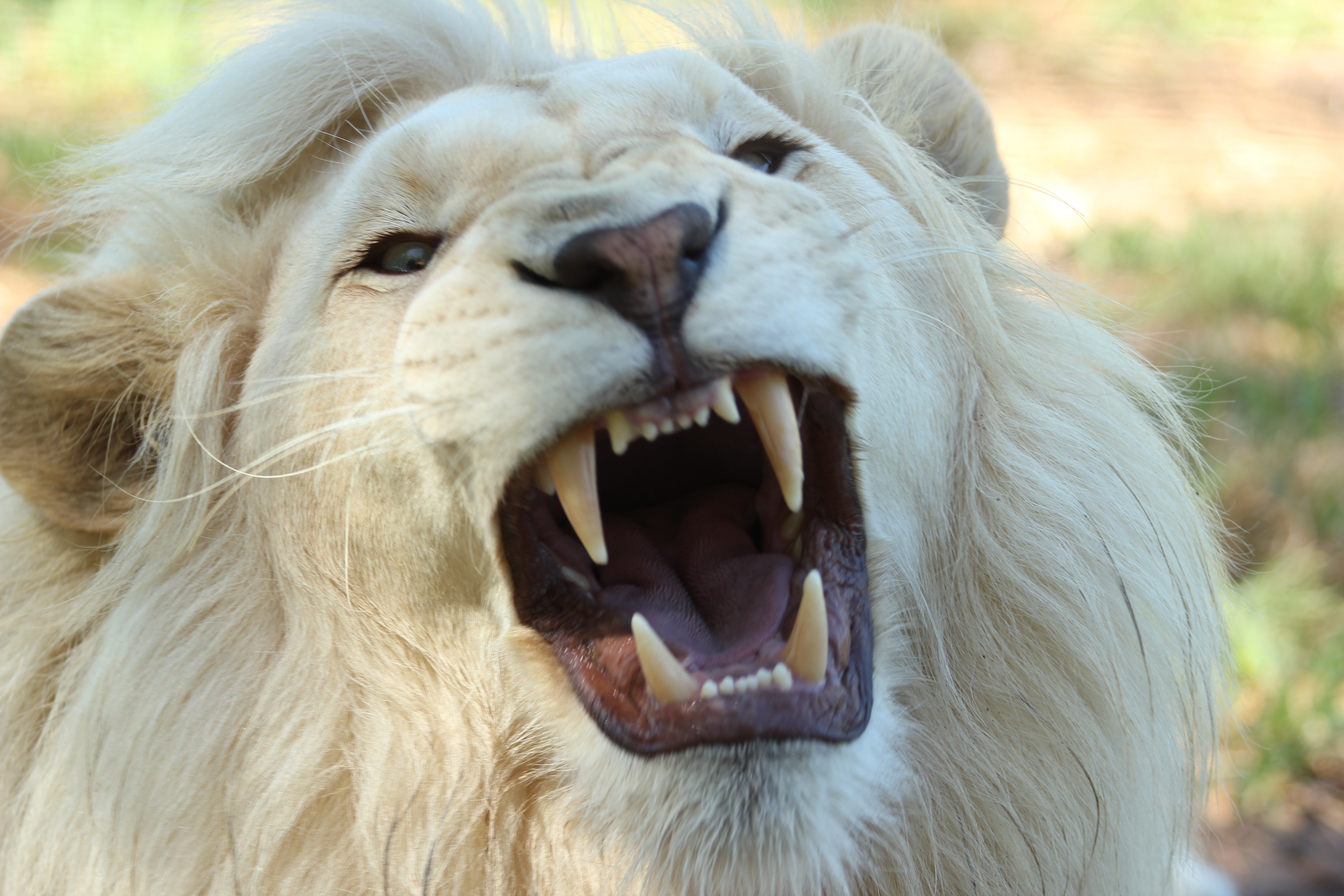 Tốc độ và sức mạnh đã giúp sư tử trở thành vua của muôn loài